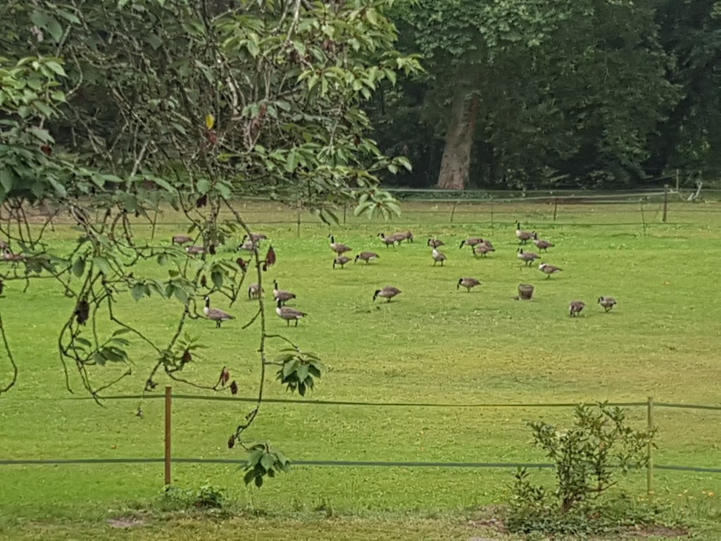 Aujourd'hui, un groupe d'une trentaine de bernaches prennent des forces aux Sabots du Parc avant de s'envoler vers d'autres latitudes !